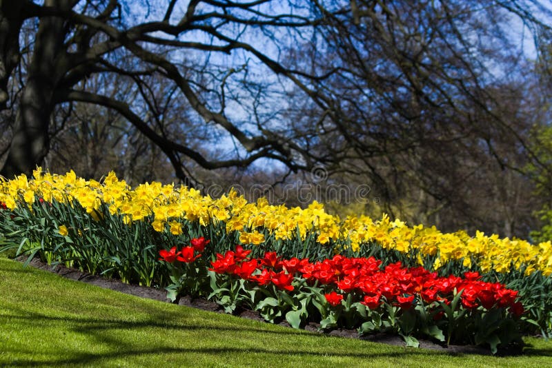 Red tulips and yellow daffodils in spring