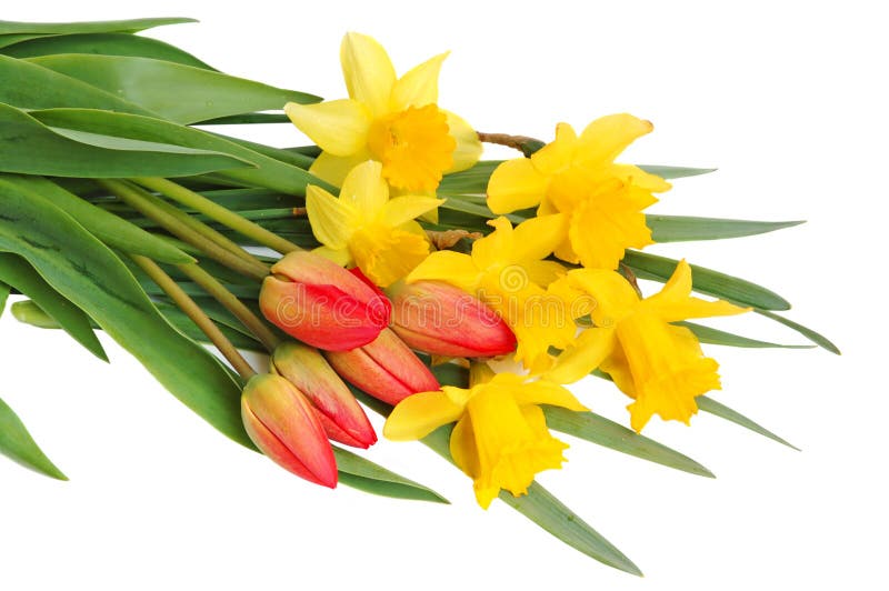 Red tulips and yellow narcissus