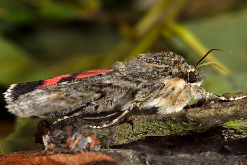 Red underwing (Catocala nupta) moth in profile