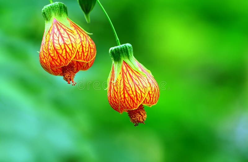 Red veined abutilon flowers