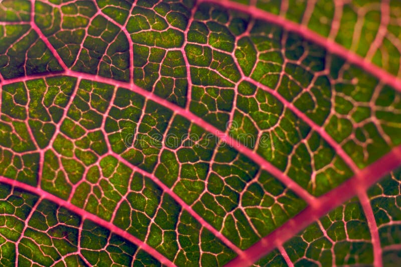 Red veins of a leaf stock image. Image of macro, closeup 15636325