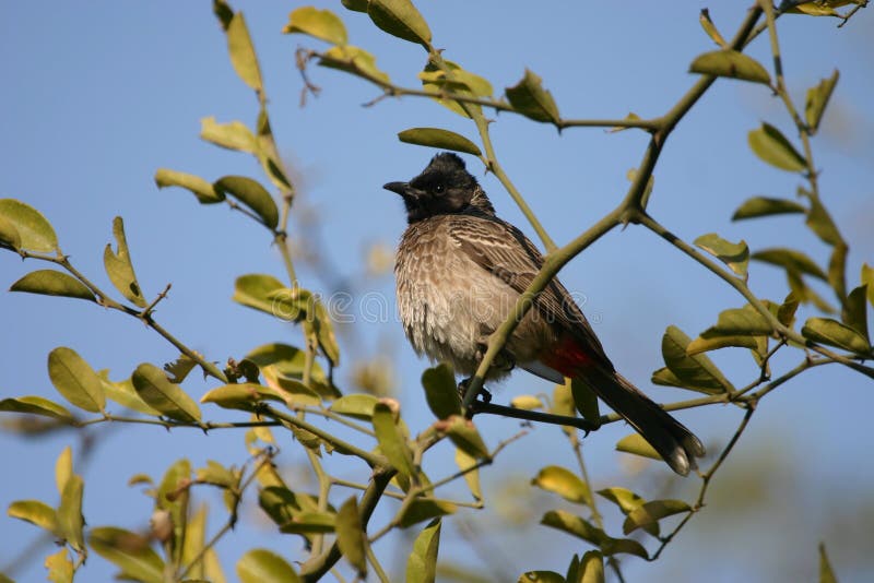 Red vented bulbul