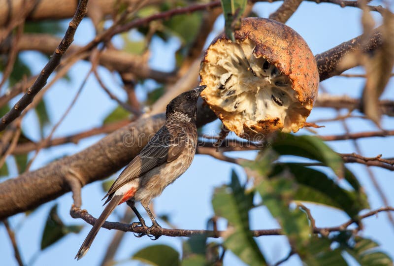 Red Vented Bulbul