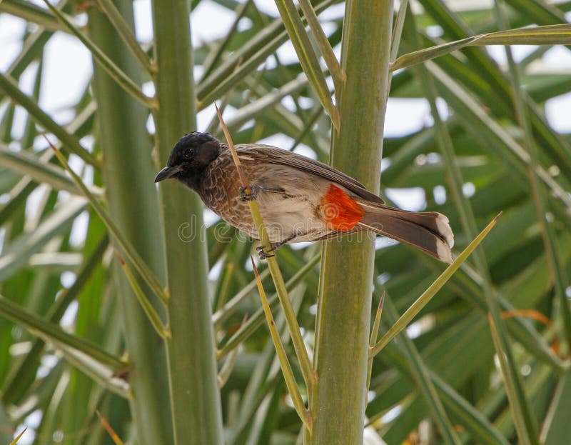 Red-vented bulbul stock photography Red-vented bulbul stock photography