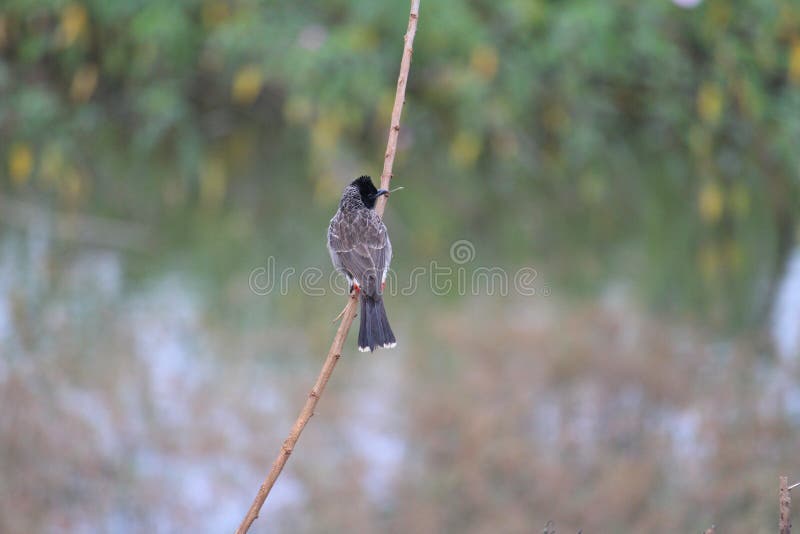A red vented bulbul on a twig over the lake at my village. This beautiful bird has a comb over the head and rare feather pattern royalty free stock photo A red vented bulbul on a twig over the lake at my village. This beautiful bird has a comb over the head and rare feather pattern royalty free stock photo