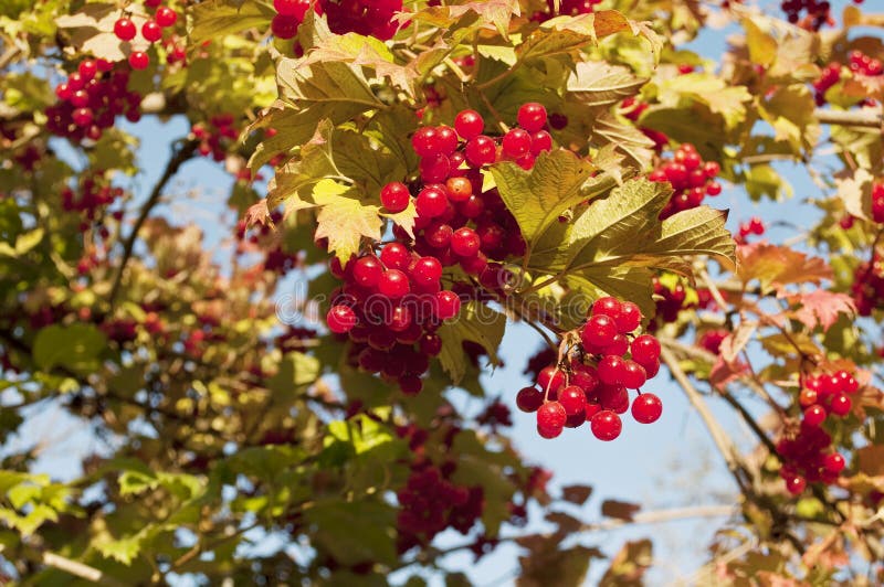 Red viburnum stock photo. Image of color, medicine, garden 16535668