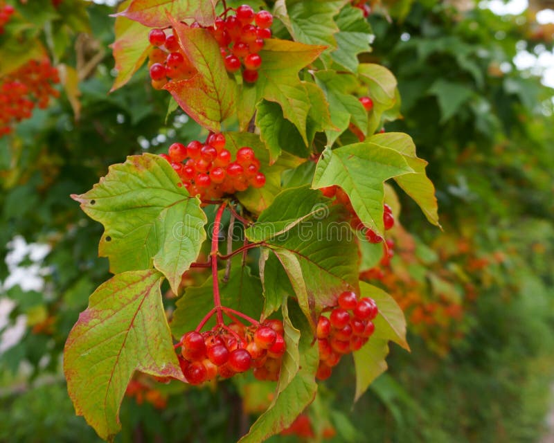 The Nature Of Portland Red Flowering Currant An Early Blooming