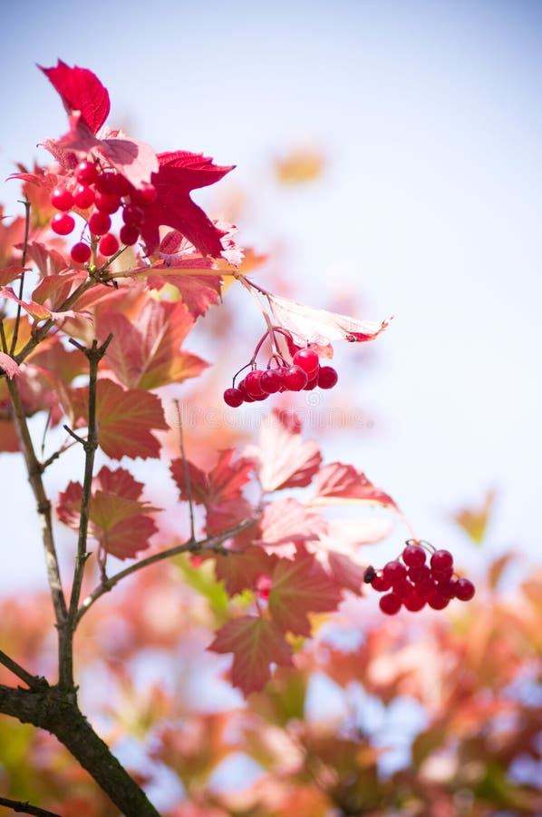 Red Viburnum berries in autumn