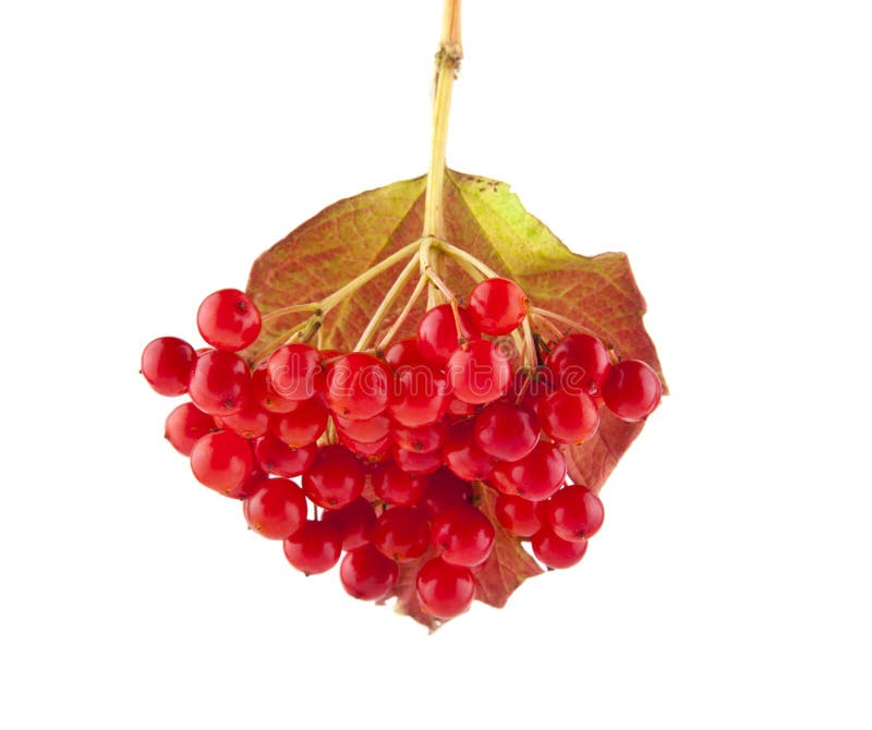 Red viburnum berries isolated on white background