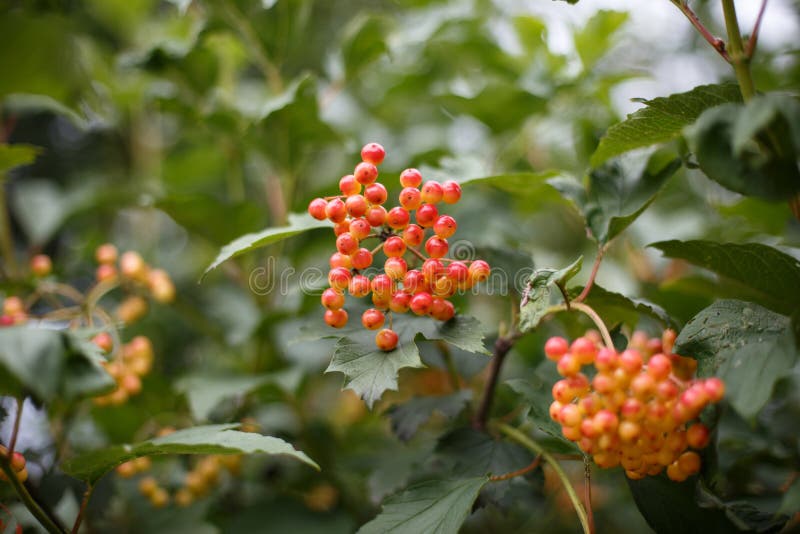 Red Viburnum Berries Ripen on a Branch Stock Image Image of health