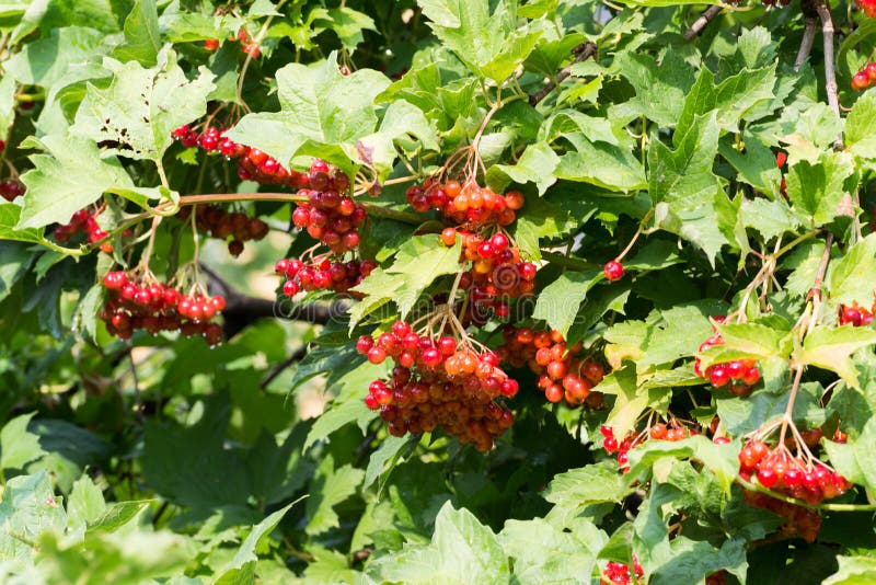 Red Viburnum berries in the tree royalty free stock photos