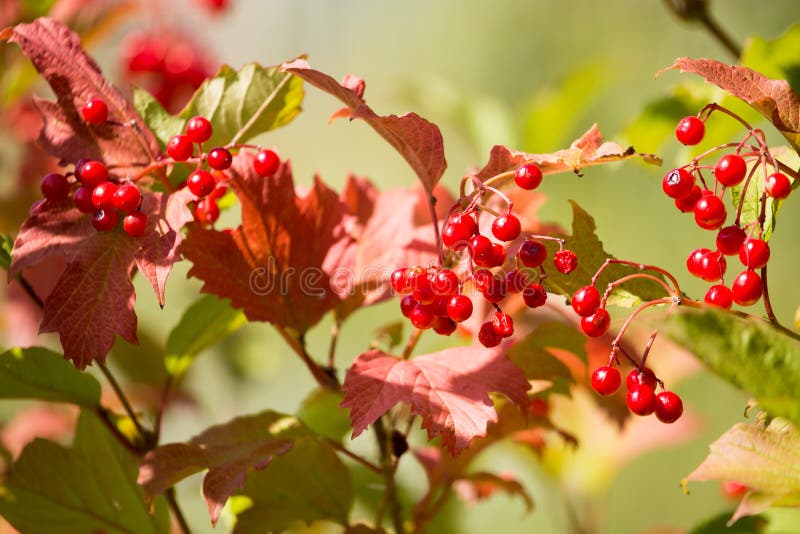 Red Viburnum Berries on a Tree Branch Stock Photo Image of leaf