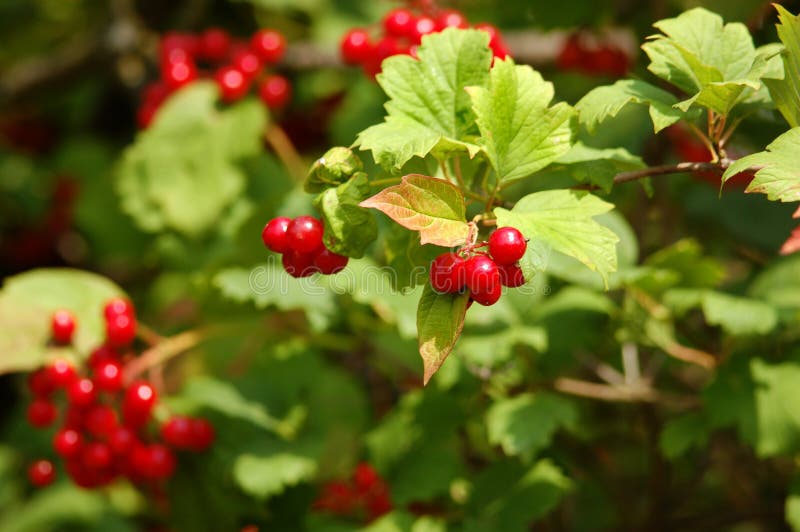 Red Viburnum Berry Picture. Image 7911395