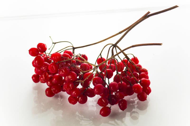 Red viburnum on a branch stock image. Image of closeup 303810243