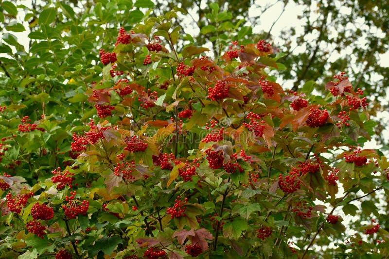 Red Viburnum Growing in the Autumn in the Forest. Stock Image Image