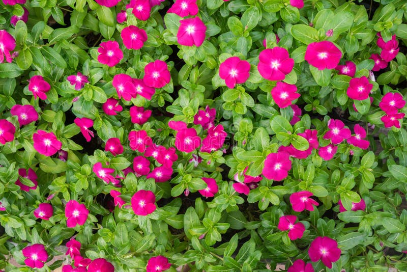 Red vinca flowers stock image. Image of nature, flower 49118277