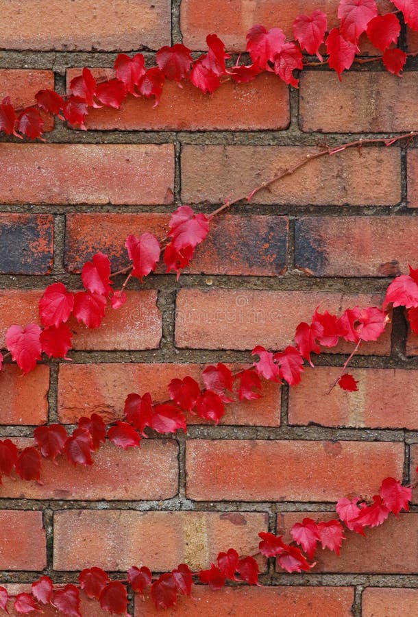 Vines on Brick Wall stock image. Image of outdoors, stained 43520515