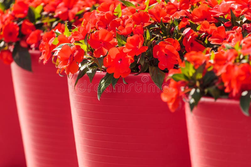 Red viola flowers in large red flower pots