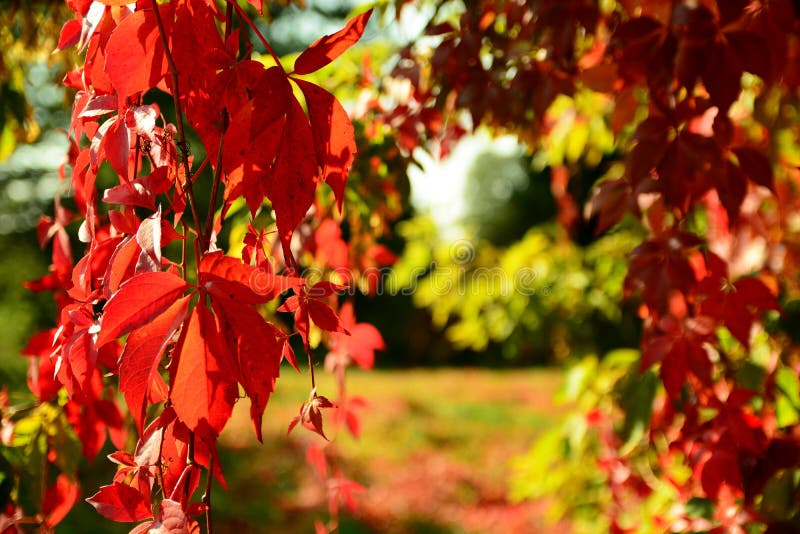 Red Virginia creeper in autumn