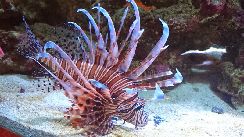 Red Volitan Lionfish