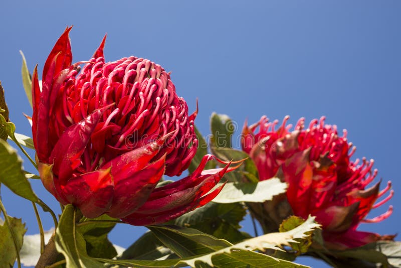 Waratah flower stock image. Image of green, waratah, official 321189