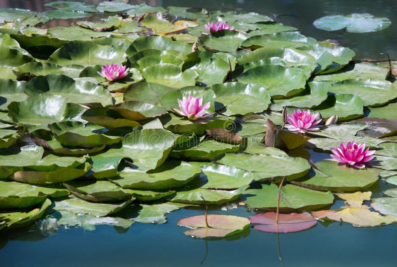 Red Water Lilies Surrounded by Leaves on the Water Stock Image Image