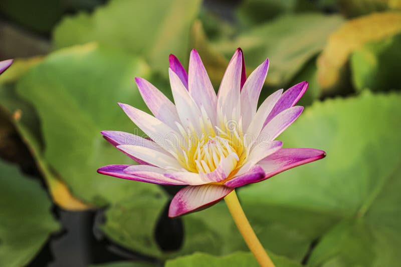 Red water lily (Nymphaea rubra)