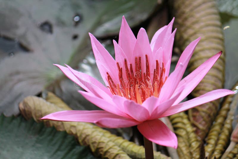 Red water lily (Nymphaea rubra) flower blooms