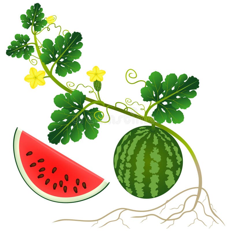 A Red Watermelon Plant Isolated on White Background. Stock Vector -  Illustration of garden, design: 118155131