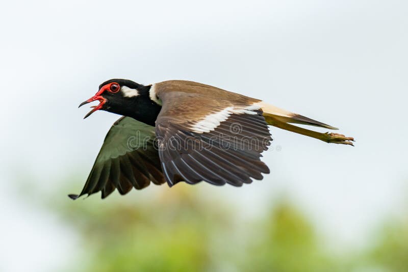 Red-Wattled Lapwing in flight with blur green tree background stock images Red-Wattled Lapwing in flight with blur green tree background stock images