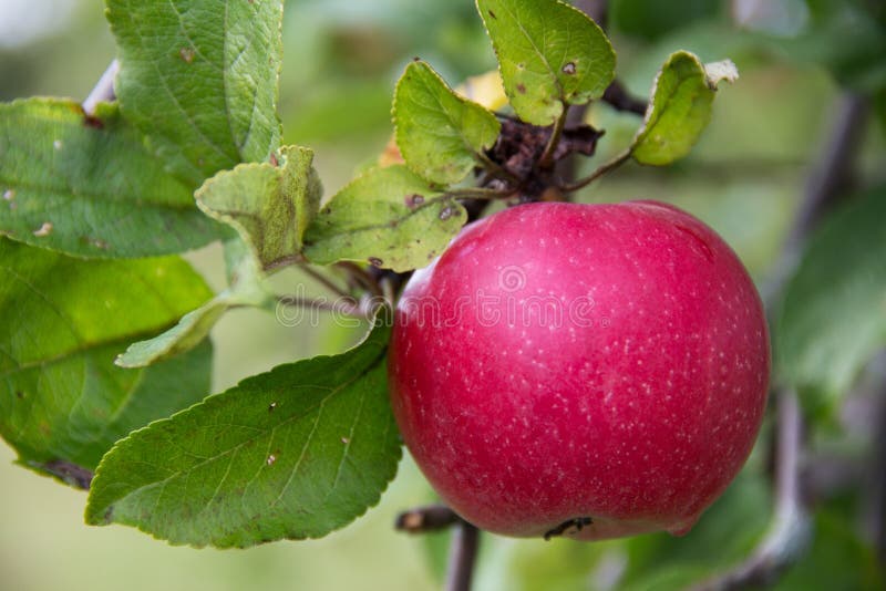 Red Wealthy Apple on Apple Tree Branch. Stock Image Image of fresh