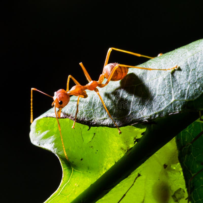 Red weaver ant