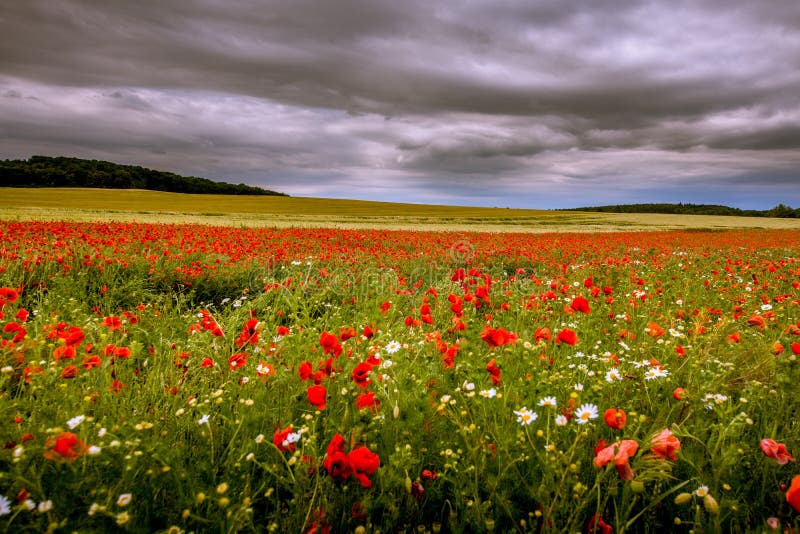Red Weed with Daisies on a Field. Stock Image Image of meadow
