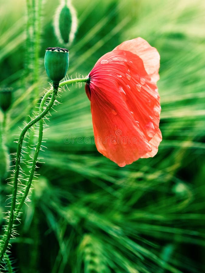 Red-weed with drops