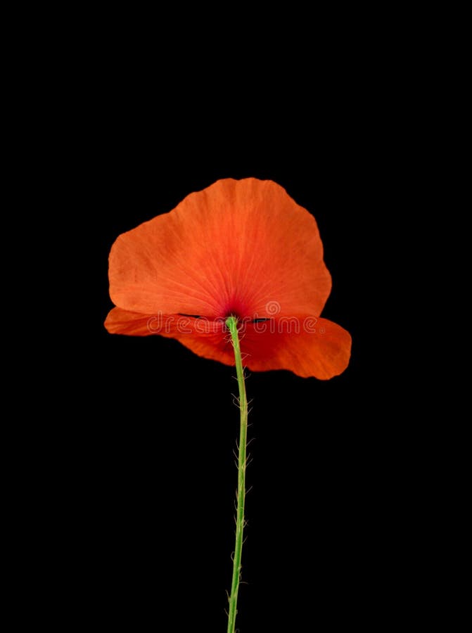 Red-weed still-life