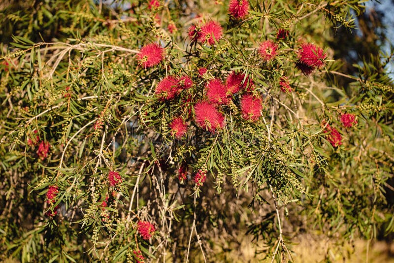 Red weeping bottlebrush flowering, native Australian plant. With clumps of blooms stock photos
