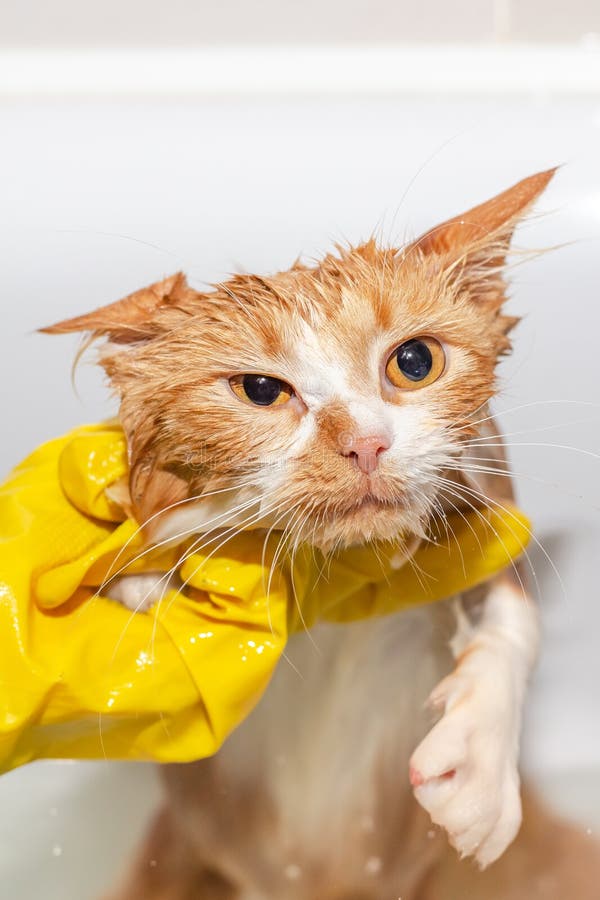 1,170 Angry Cat Bath Images, Stock Photos, 3D objects, & Vectors