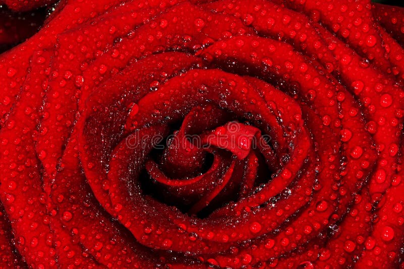 Red wet rose flower close-up. Background for Valentines day etc