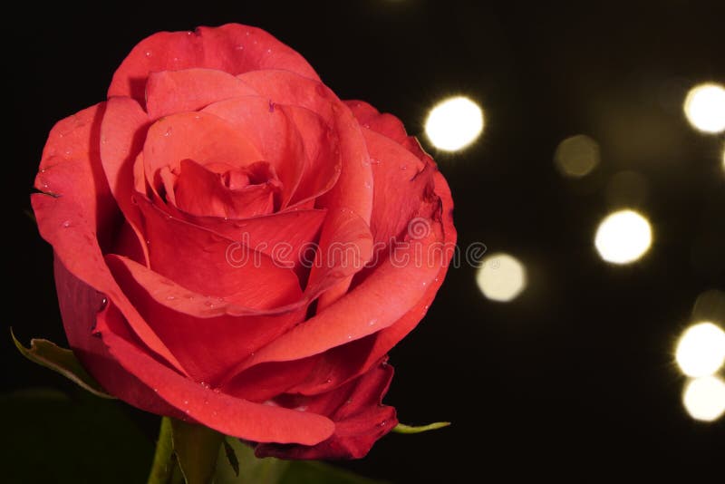 Red wet rose with water drops on the petals on a black background with small artificial light bulbs, side view. lights out of