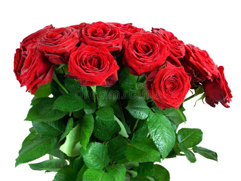 Red wet roses flowers bouquet isolated on white