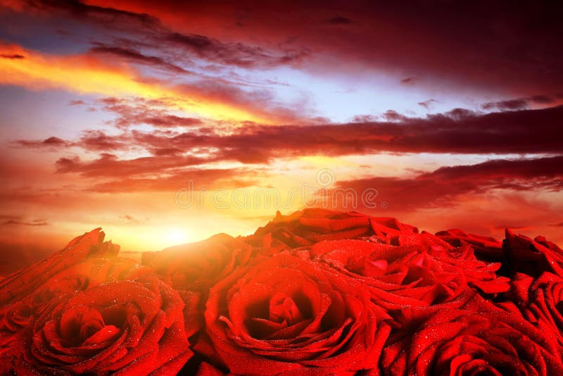 Red wet roses flowers on dramatic, romantic sunset sky. Great for Valentines day, Mothers day, wedding anniversary celebrations etc.