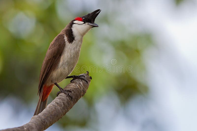 Red whiskered Bulbul