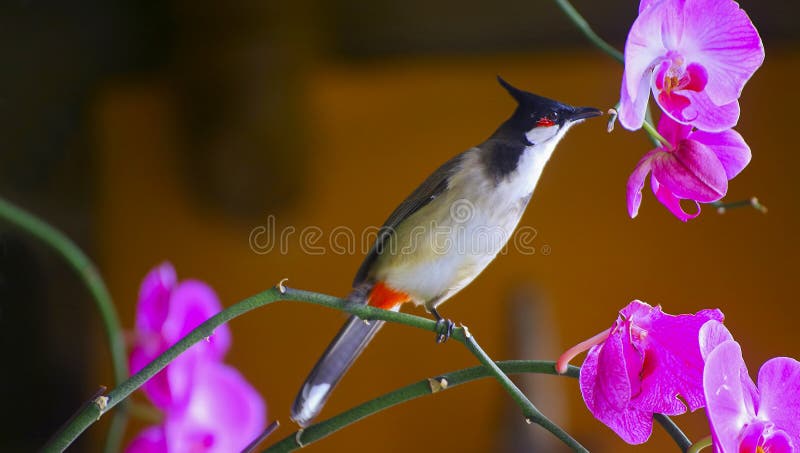 Red Whiskered Bulbul stock image. Image of bulbul, flowers - 243480917