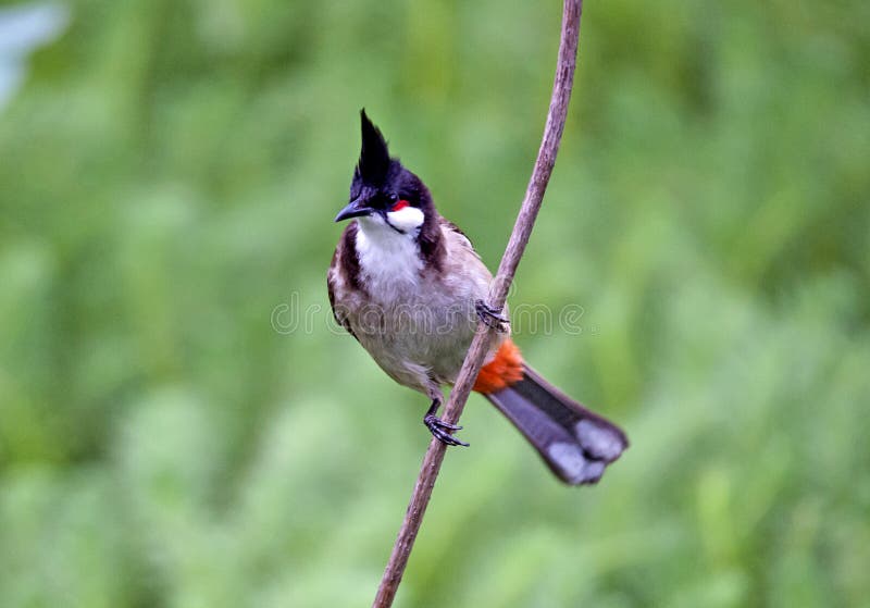 Red-whiskered Bulbul