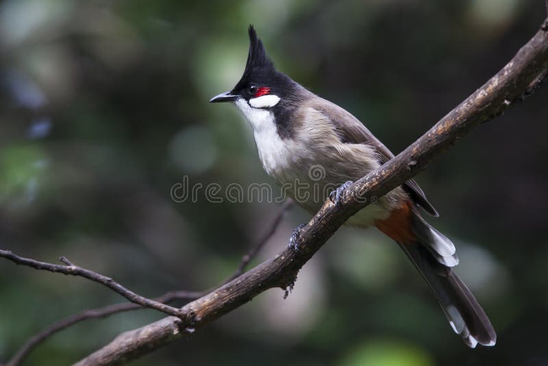 Red-whiskered Bulbul