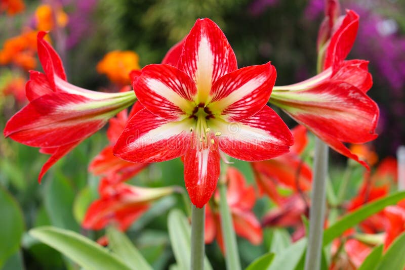 Red and white amaryllis flower