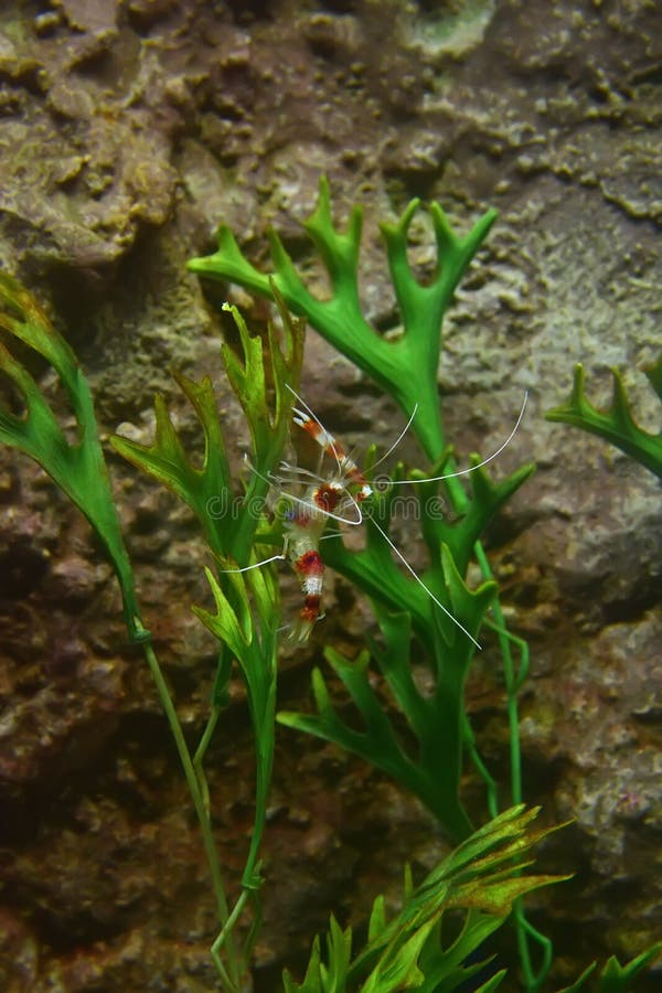 Red white banded coral or cleaner shrimp among the green water plants