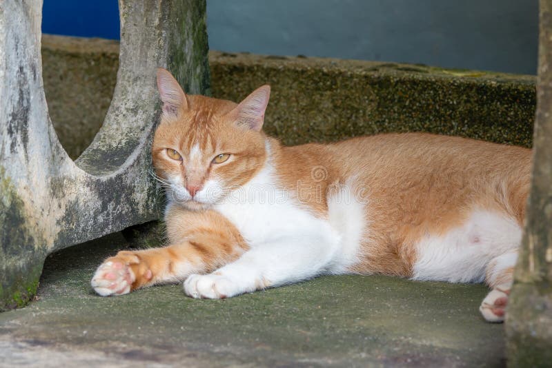 4,030 Street Cat Sleeping Stock Photos - Free & Royalty-Free Stock