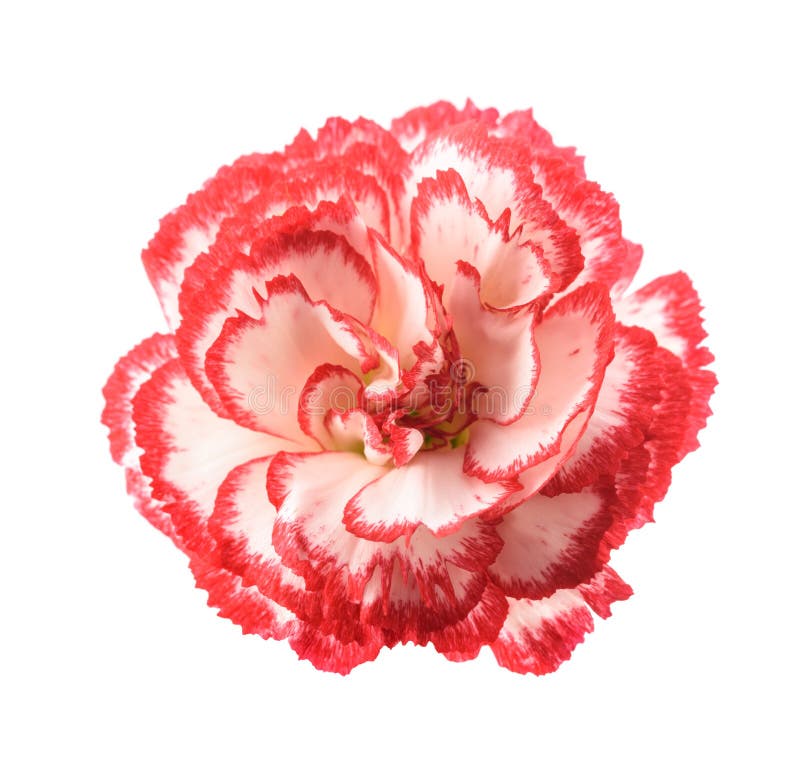 Red and white carnation stock image. Image of blossom 236296349