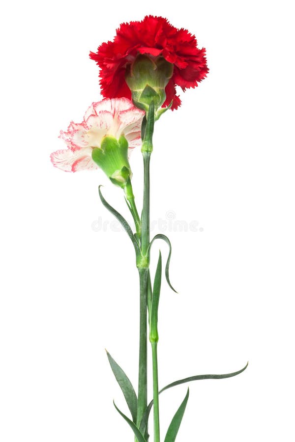 Red and white carnations stock image. Image of life, vermilion 17495581